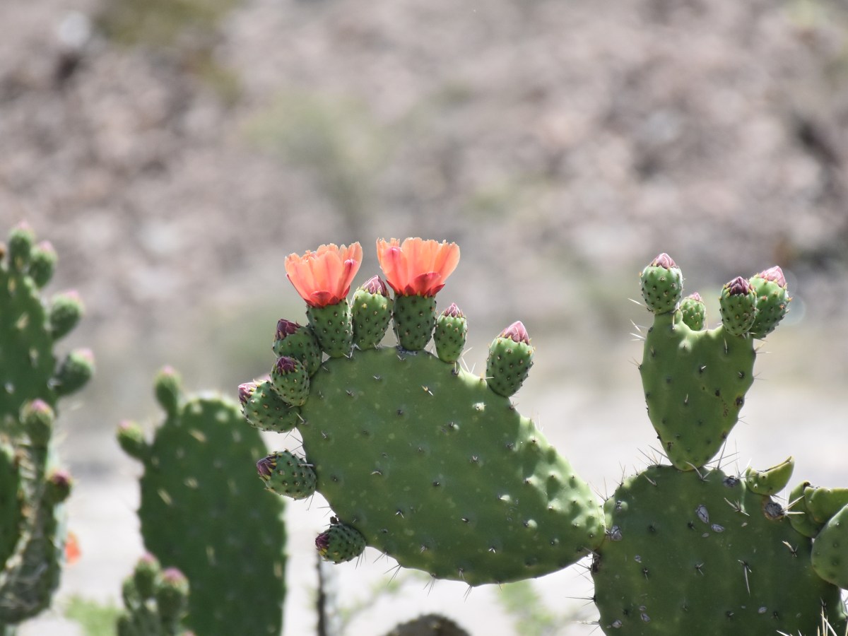 Presa Cañada del lobo&nbsp;(Foto)