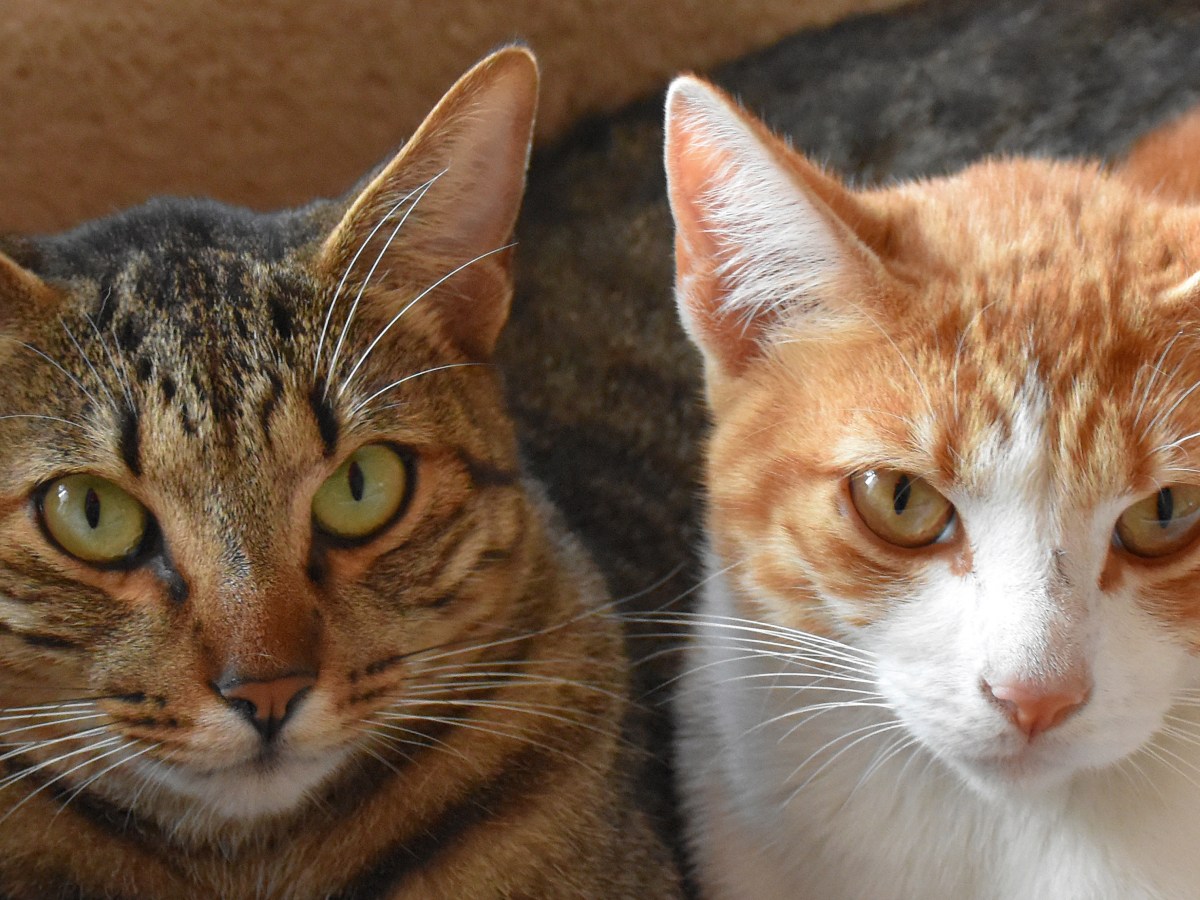 Verstärkung an der&nbsp;Haustierfront