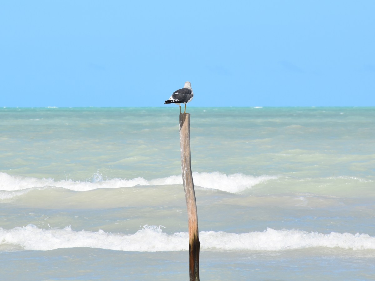 Holbox – Yucatáns&nbsp;Sandinsel