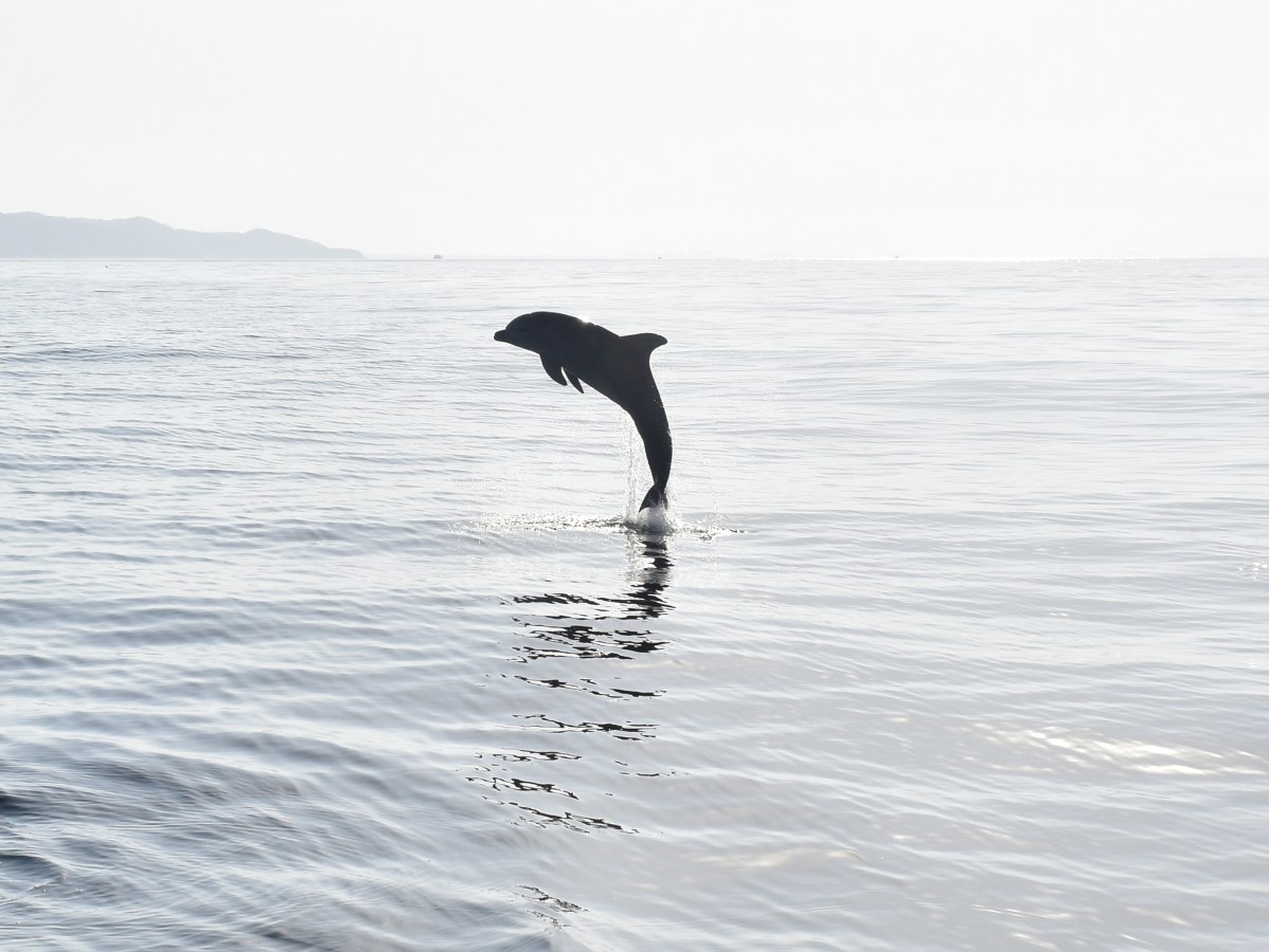 Delfine & Islas&nbsp;Marietas