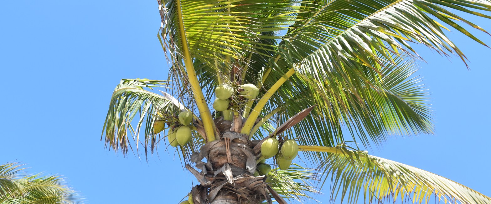 La Cruz de&nbsp;Huanacaxtle