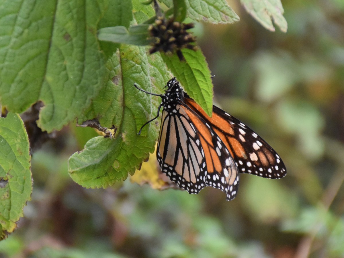 Mariposa Monarca in Michoacán &&nbsp;Morelia