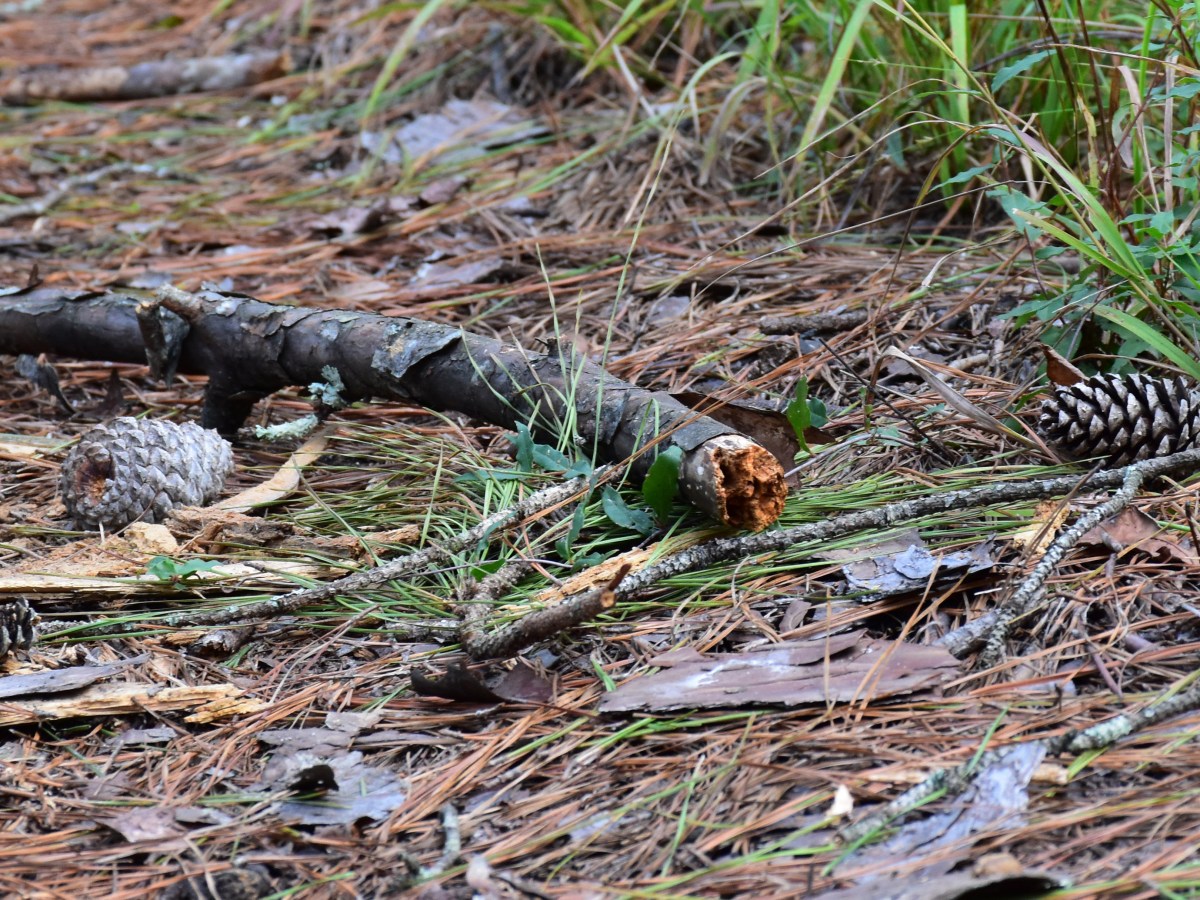 Herbstferien in South&nbsp;Carolina